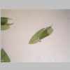 Leaf 04er 02.jpg